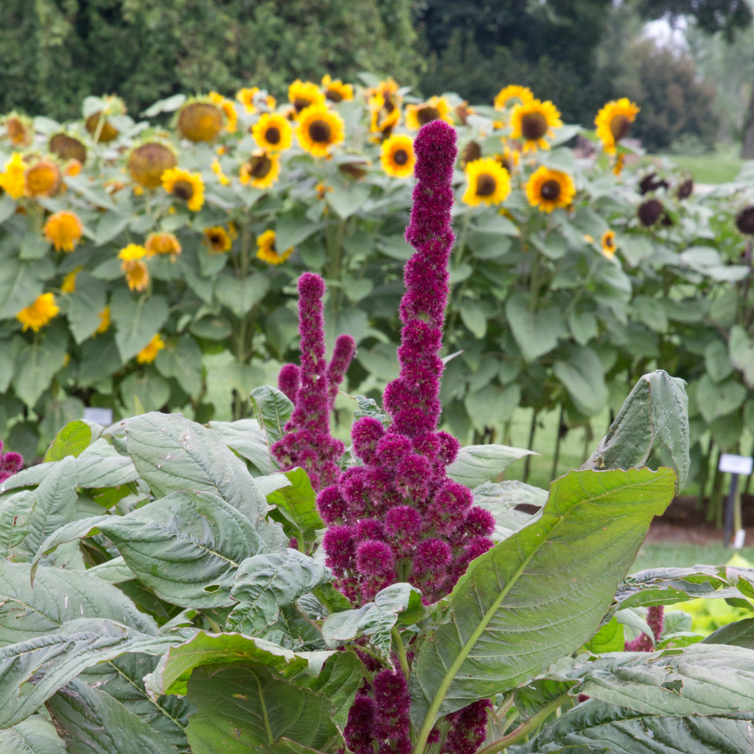 Blodamarant - Tower Red