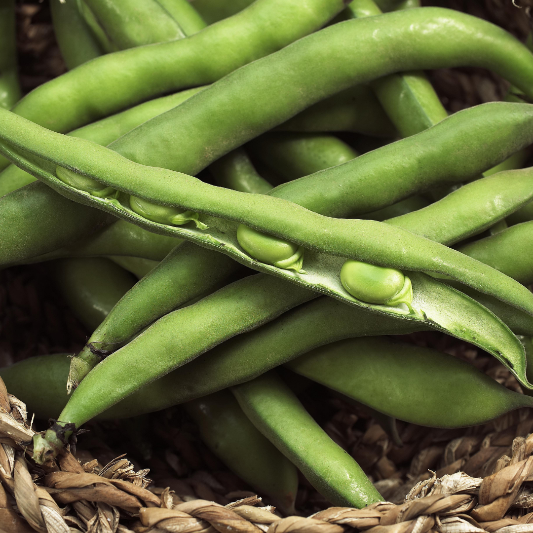 Bondböna - Green Hangdown - Kultursort