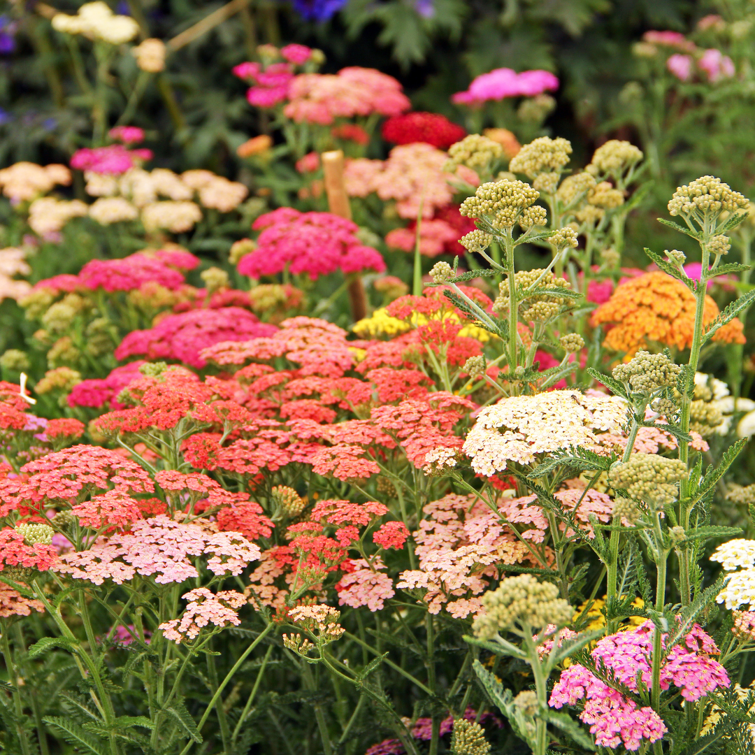 Röllika - Colorado Mix