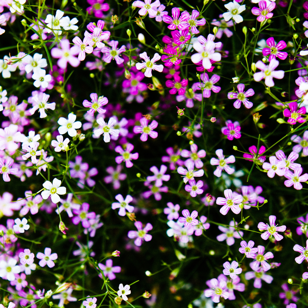 Sommarslöja - Mix - 3