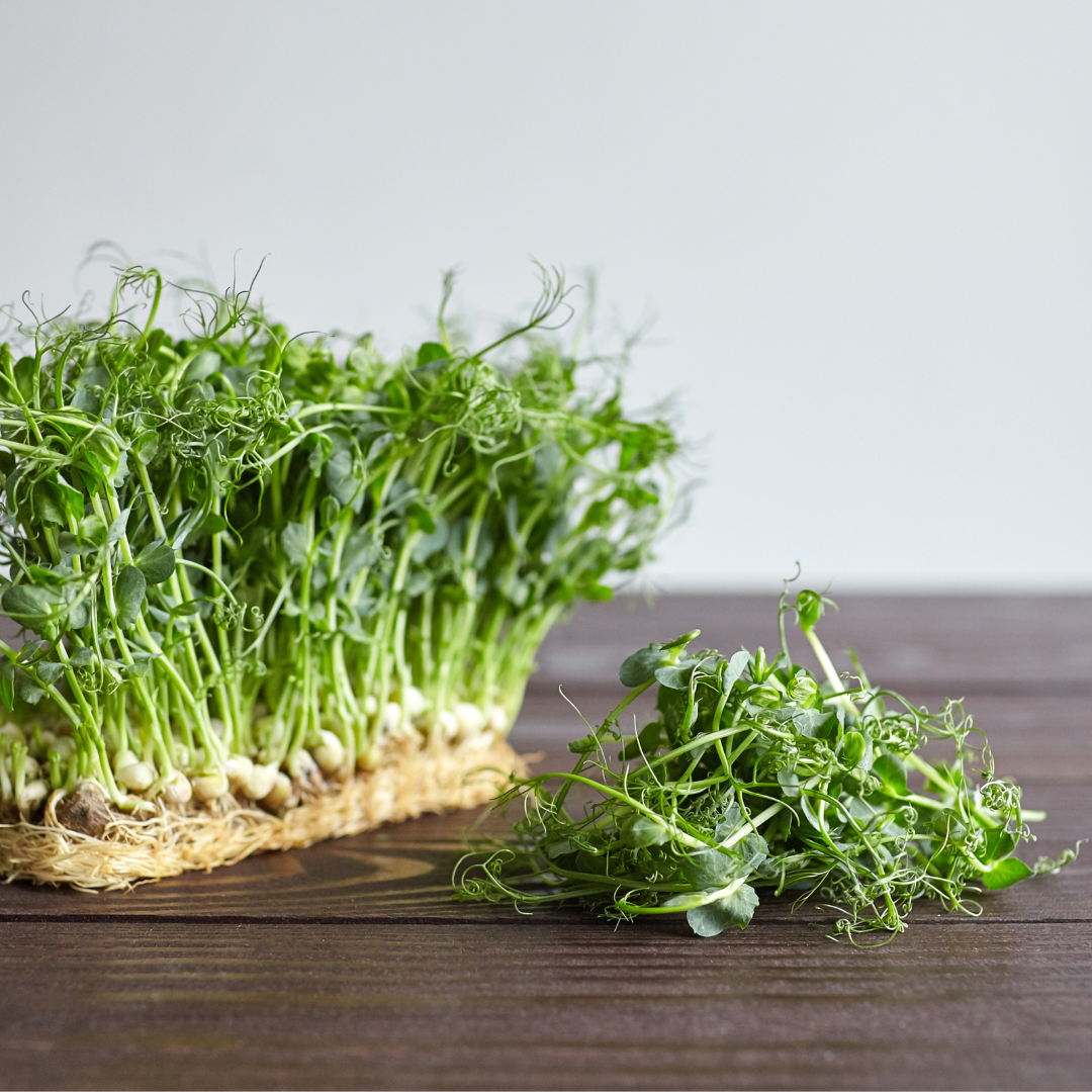Ekologisk Microgreen - Ärtskott