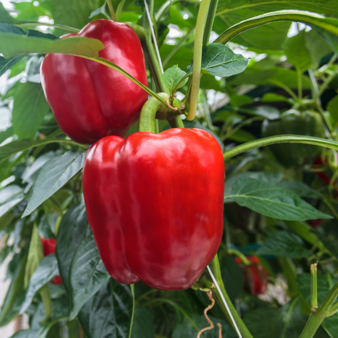 Paprika - Yolo Wonder