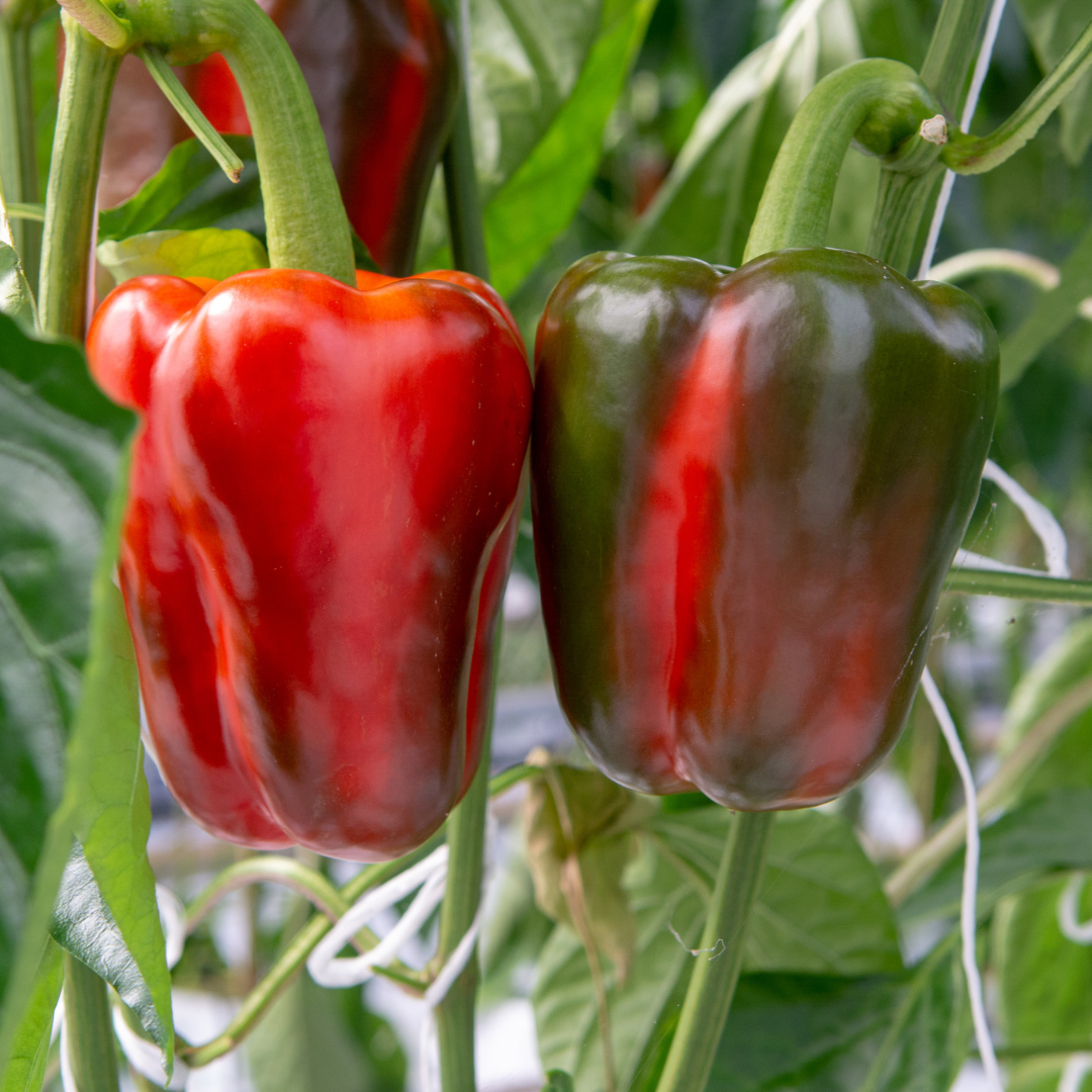 Paprika Yolo Wonder Fröbanken