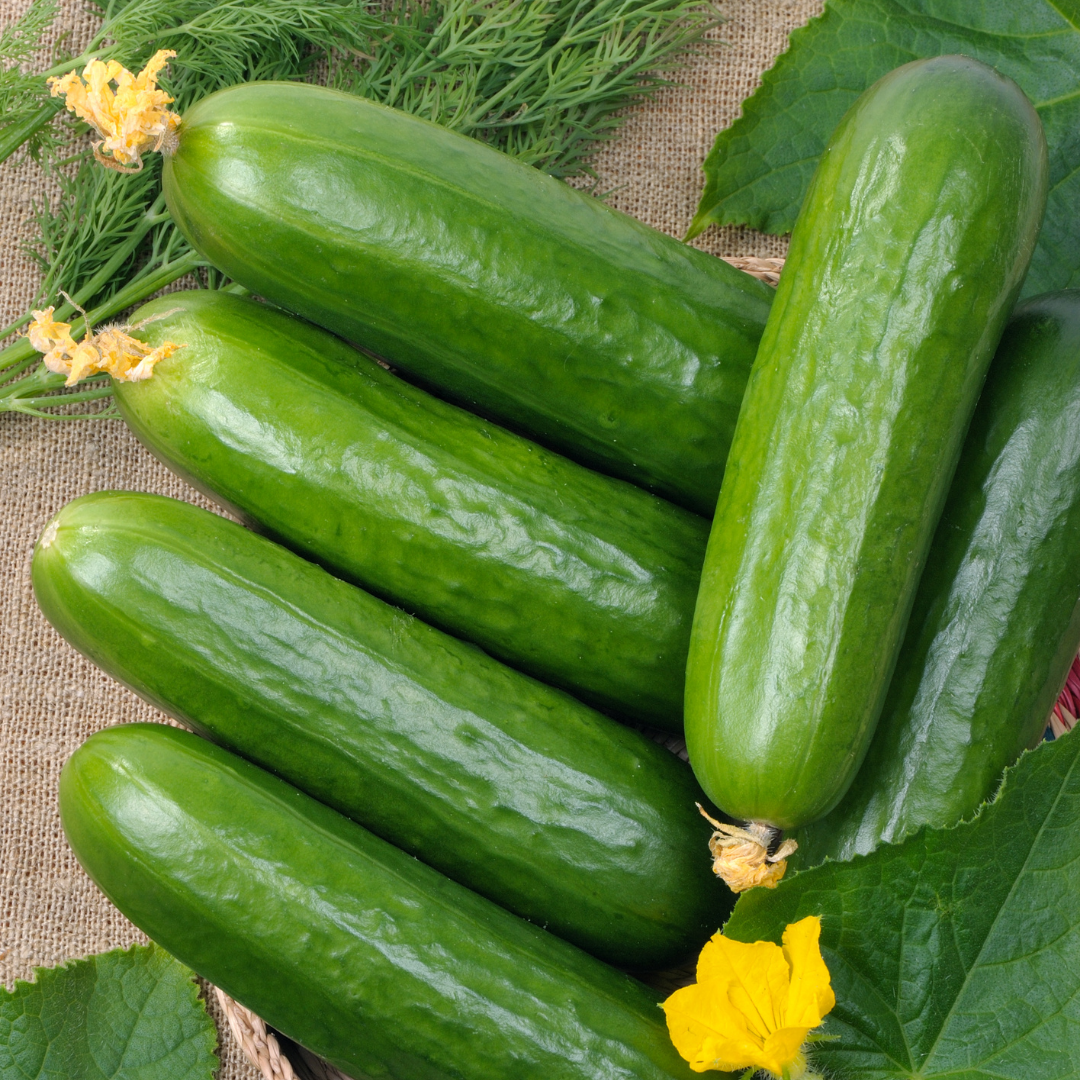 Ekologisk Frilandsgurka - Gergana