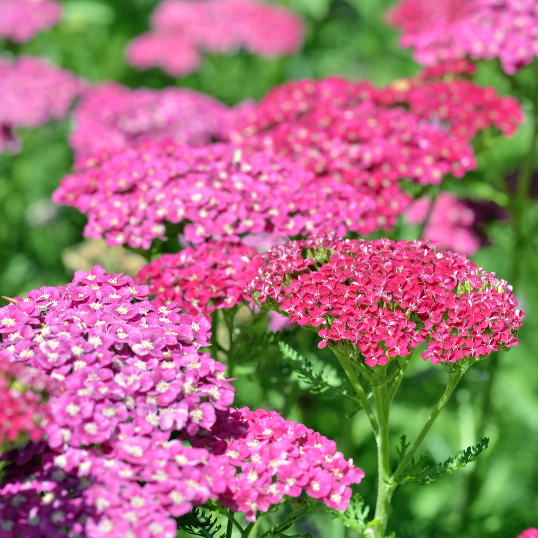 Röllika - Cerise Queen - 3