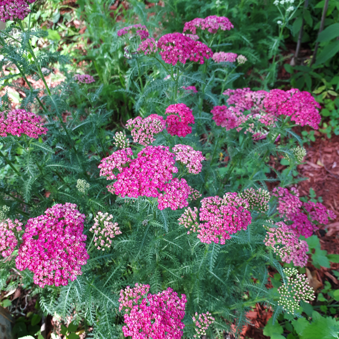 Röllika - Cerise Queen