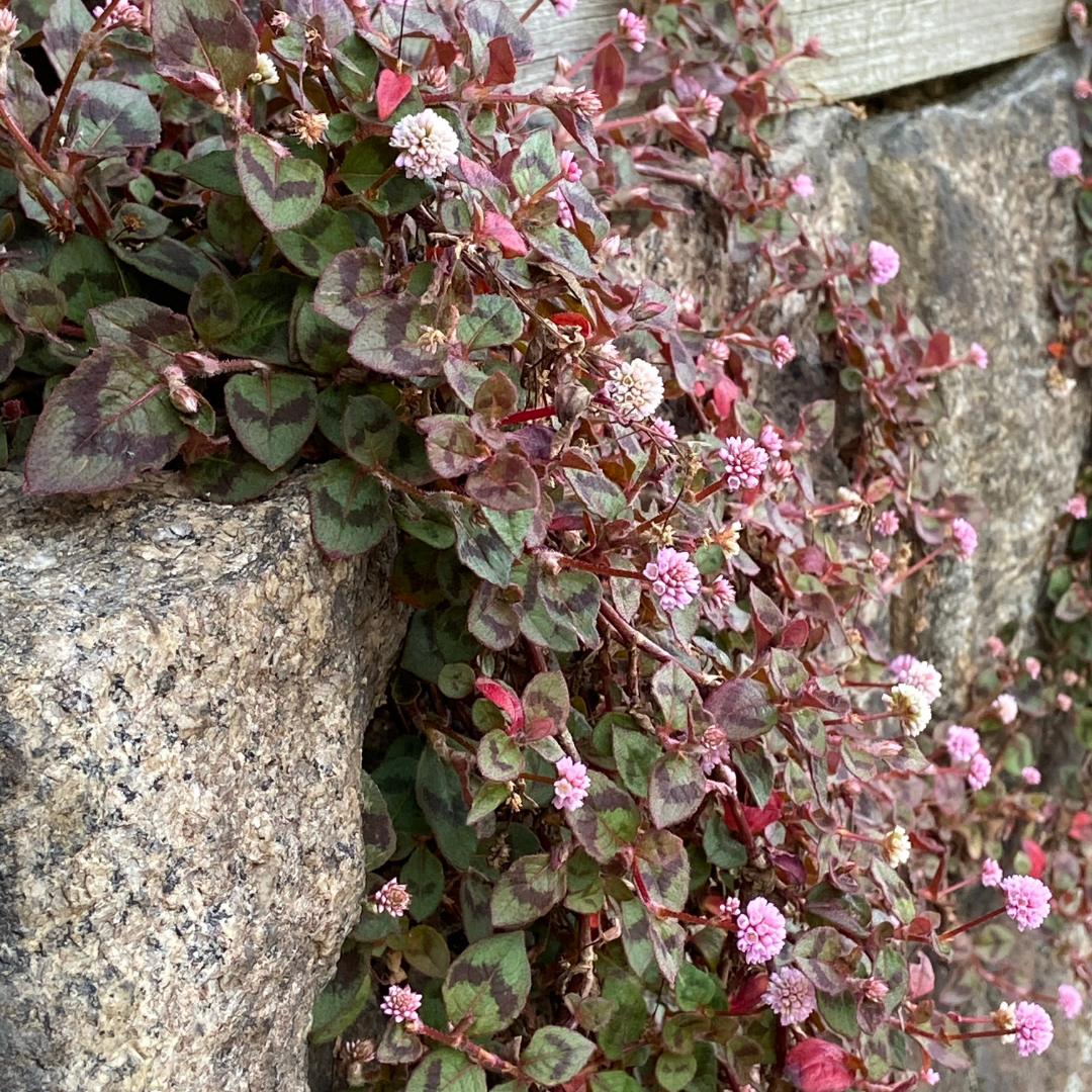 Slingerpilört - Punching Balls