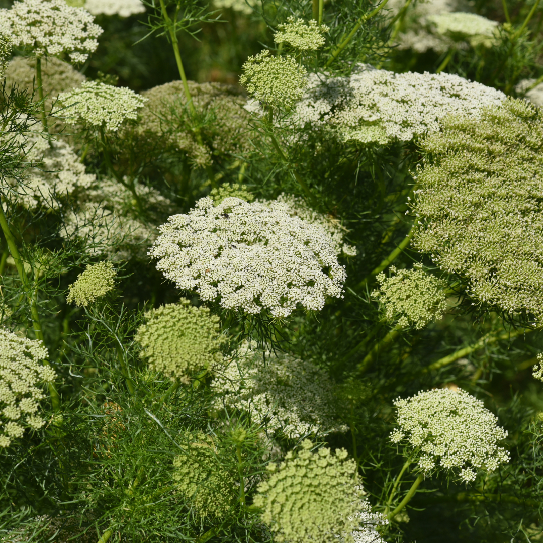 Tandpetarsilja - Green White Umbels