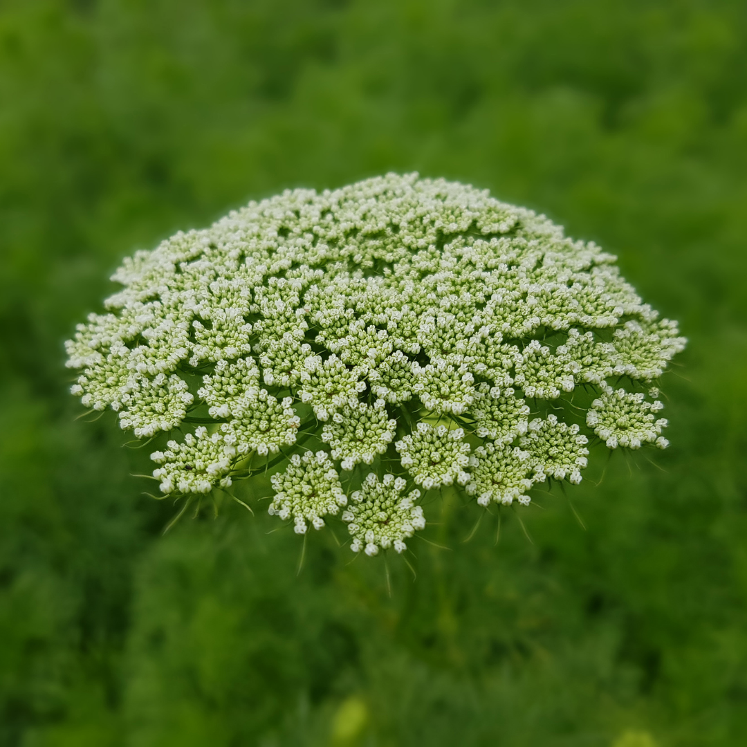 Tandpetarsilja - Green White Umbels - 3