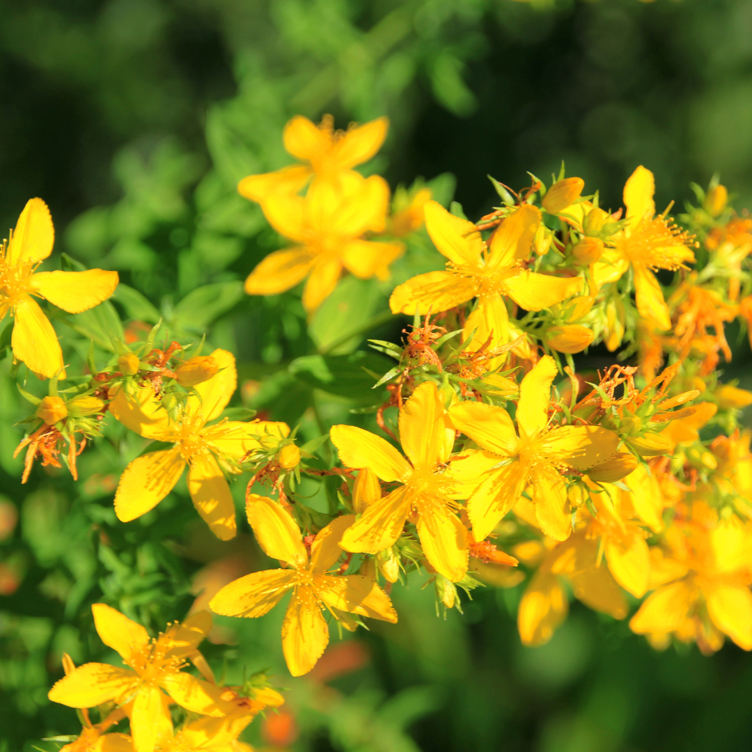 Äkta Johannesört - Brunska