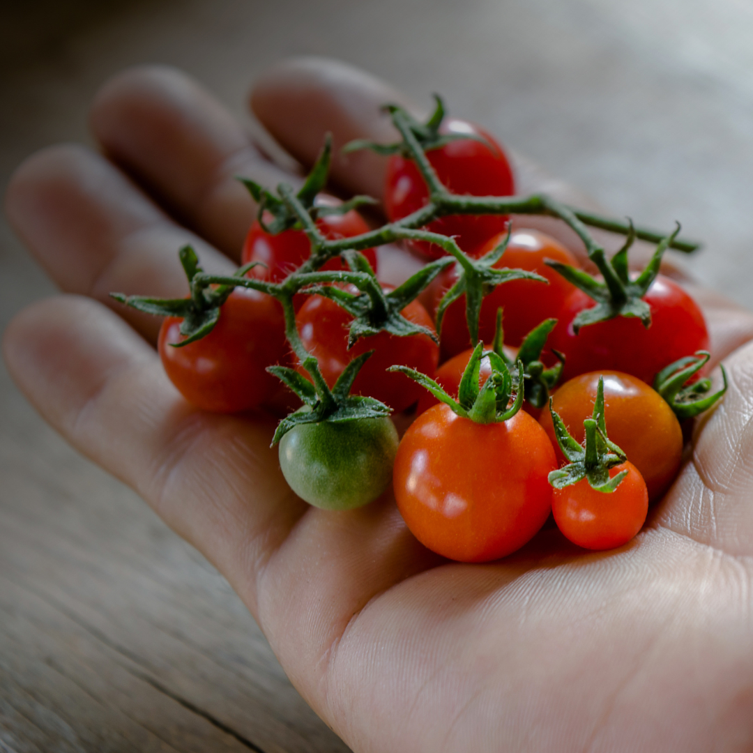 Ekologisk Kruktomat - Koralik