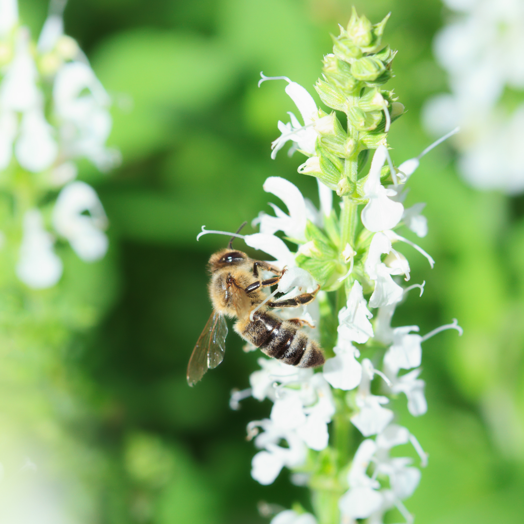 Mexikansk Kolibrimynta - White Spikes