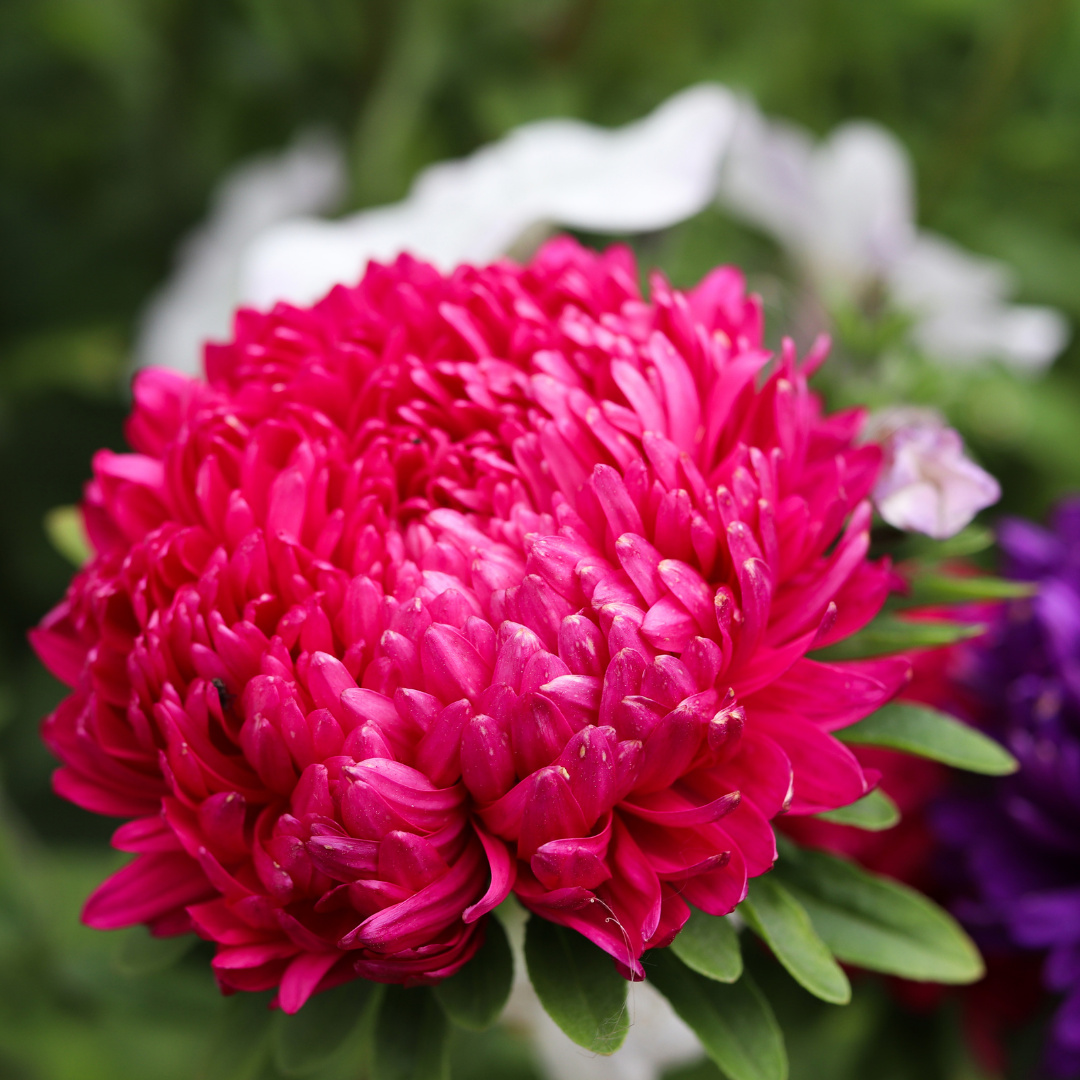 Sommaraster - Apollonia Red