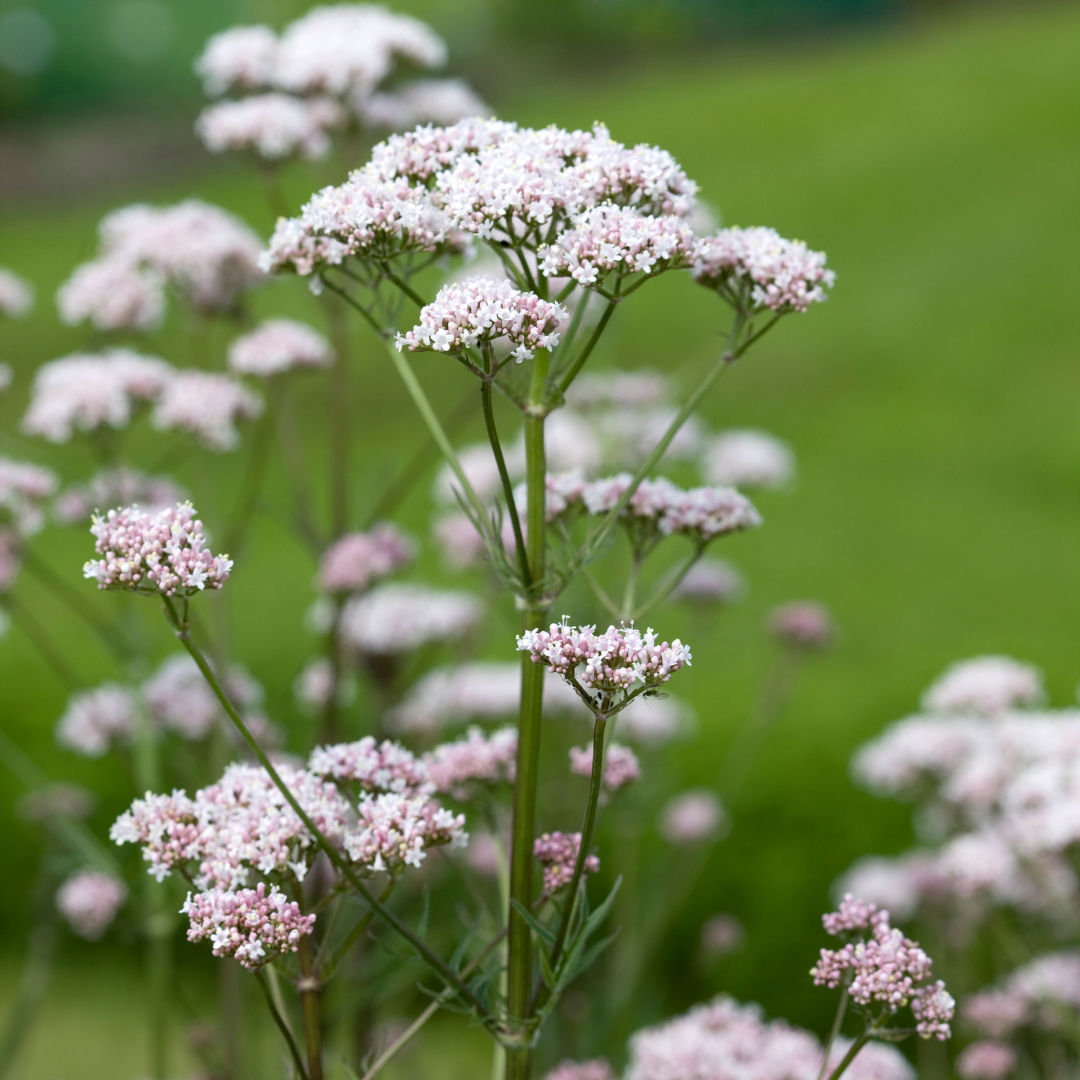 Läkevänderot - Lubelski