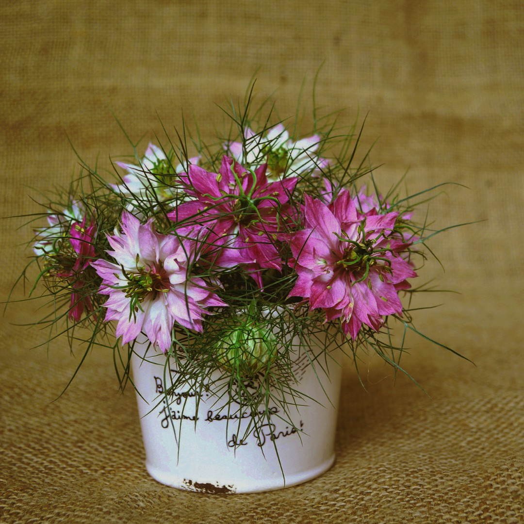 Jungfrun i det gröna - Persian Rose