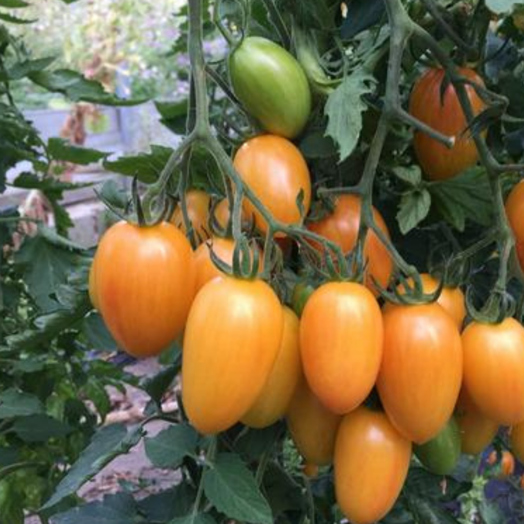 Ekologisk Tomat - Blush Tiger