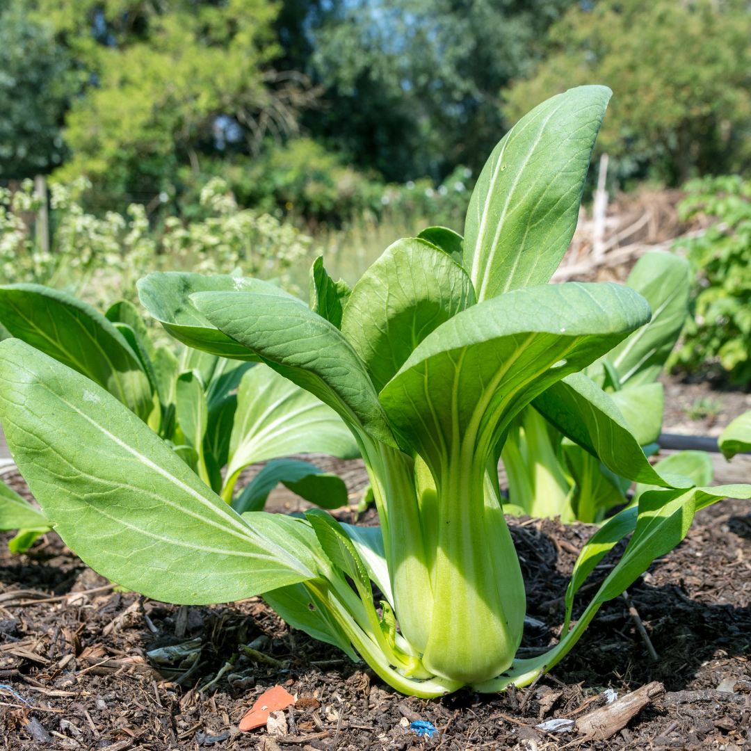 Ekologisk Pak Choi - Green Stem - Kultursort