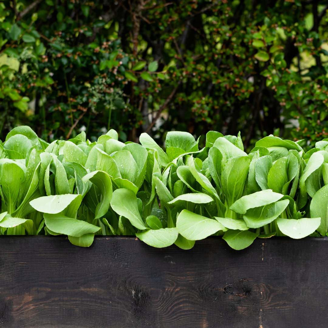 Ekologisk Pak Choi - Green Stem - Kultursort