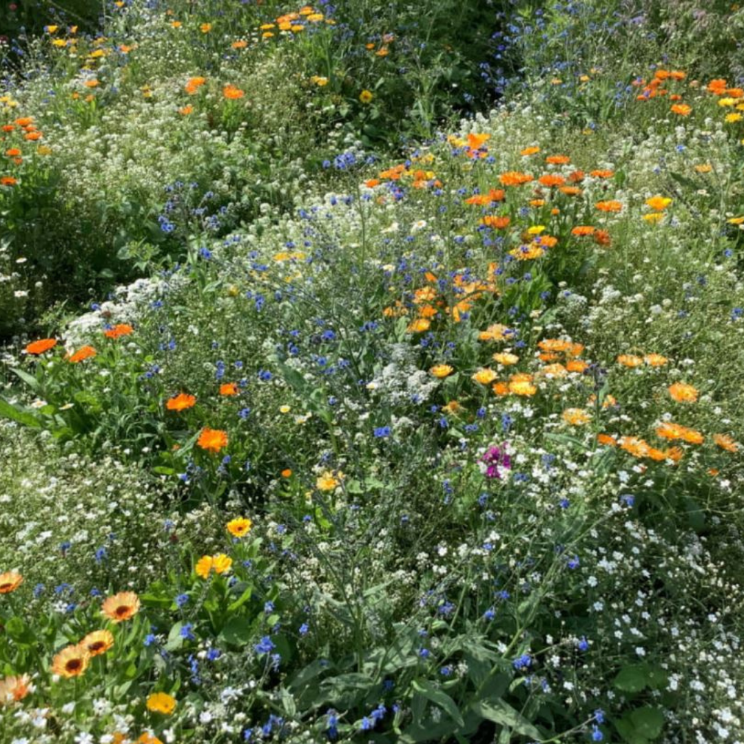 Blomstermix - Dwarf Bee Mix