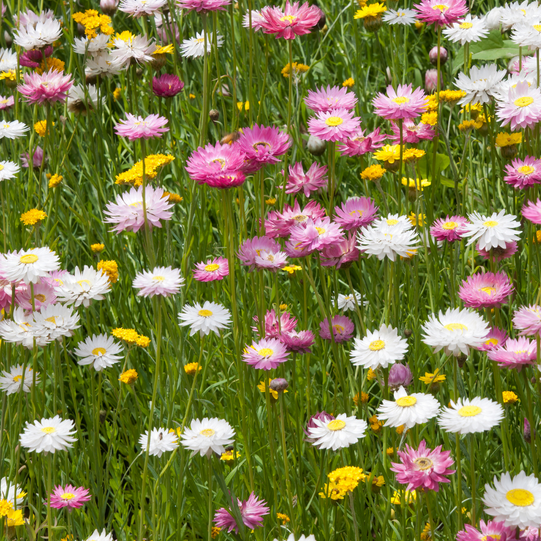 Blomstermix - Sniglar - 4