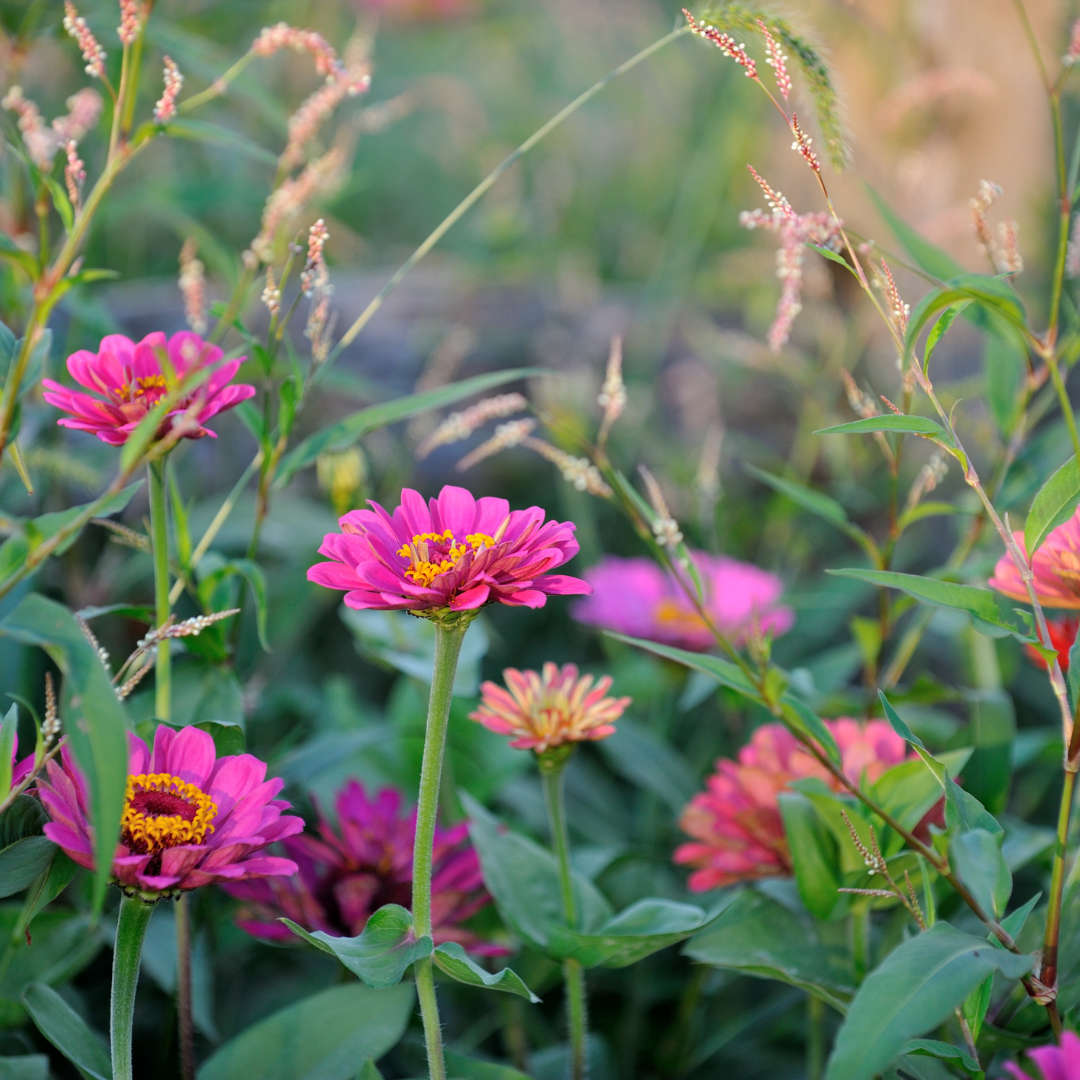 Blomstermix - Sniglar - 2