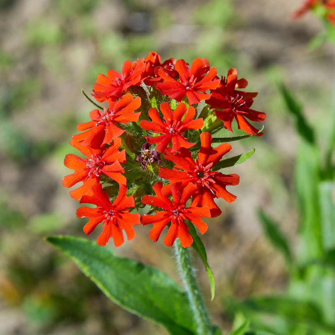 Studentnejlika - Red - Brinnande Kärlek
