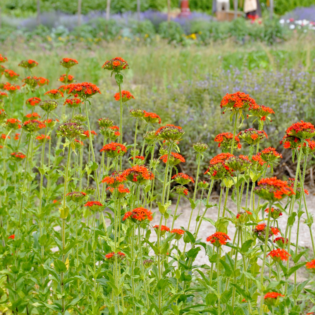 Studentnejlika - Red - Brinnande Kärlek - 3