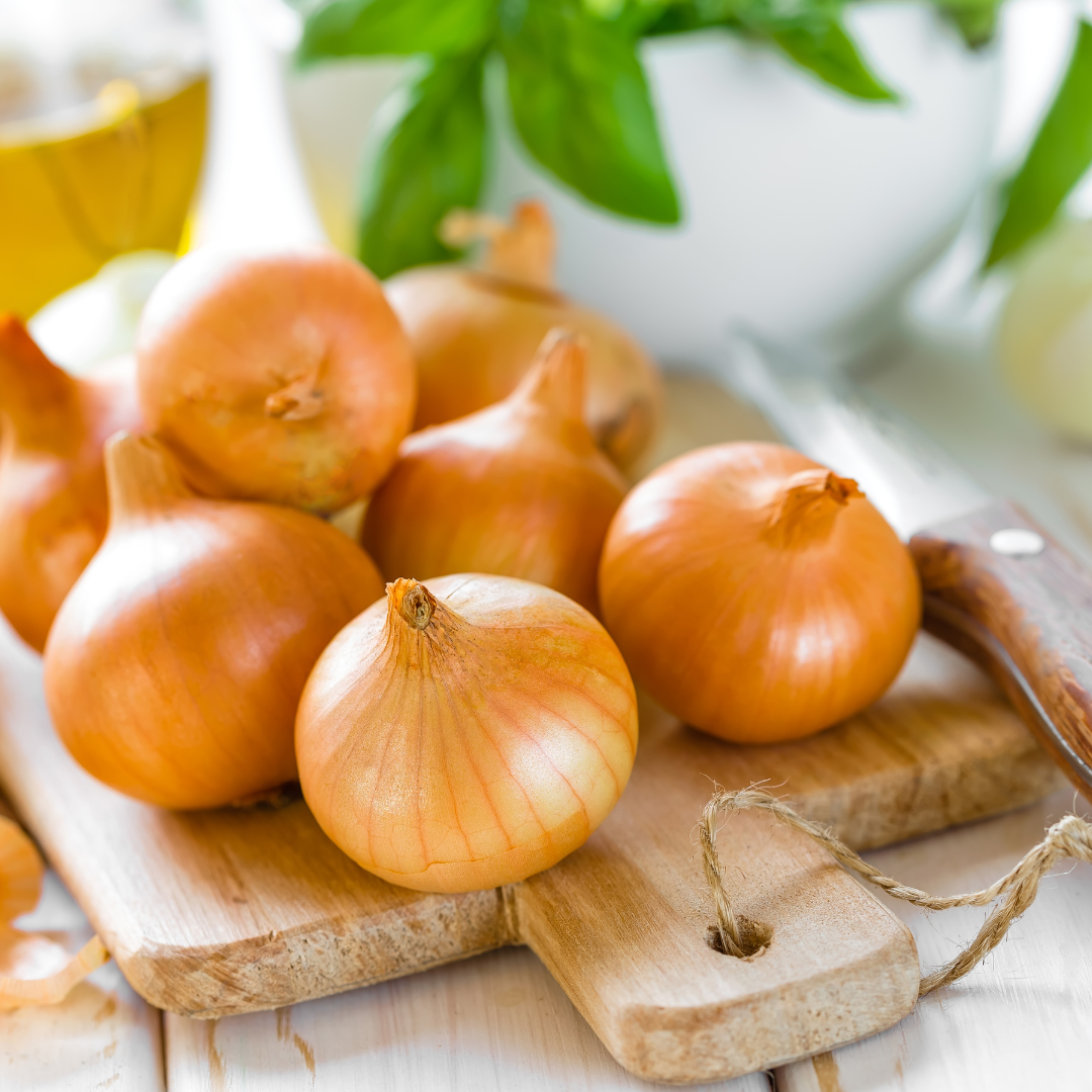 Gul Lök - Rijnsburger 5