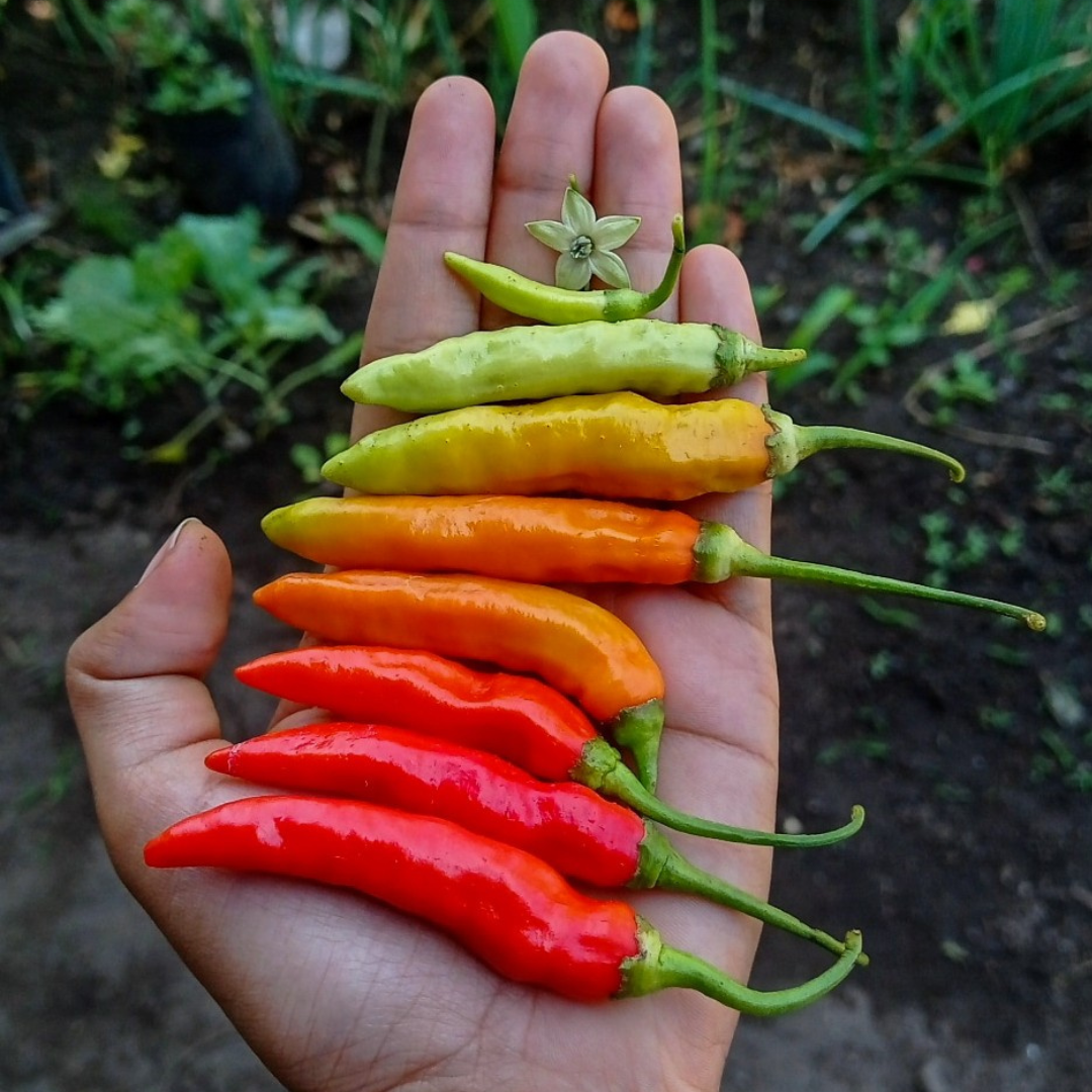 Så odlar du chili från frö – en guide för nybörjare och entusiaster  - 6