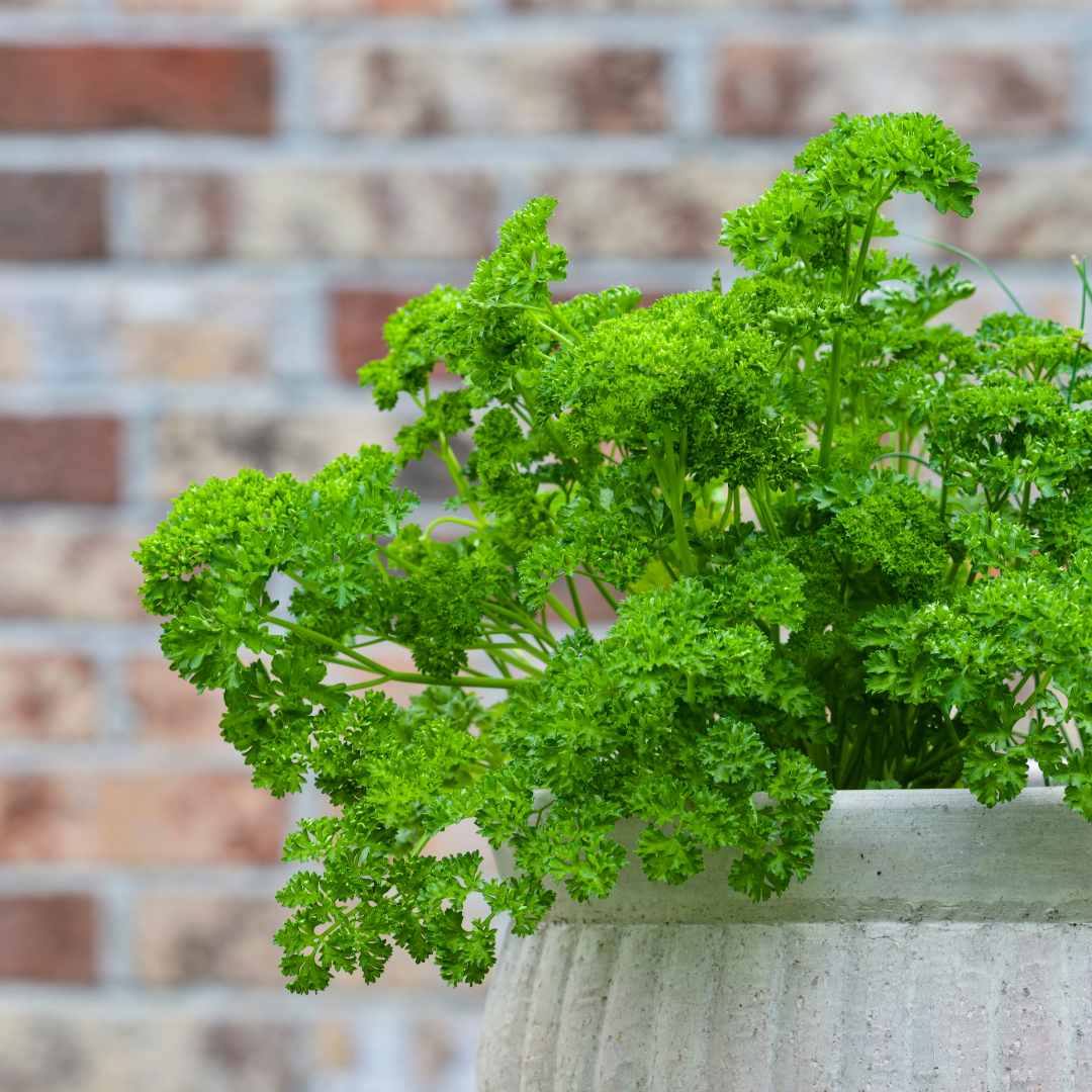 Krusbladpersilja - Mooskrause Extra Triple Curled