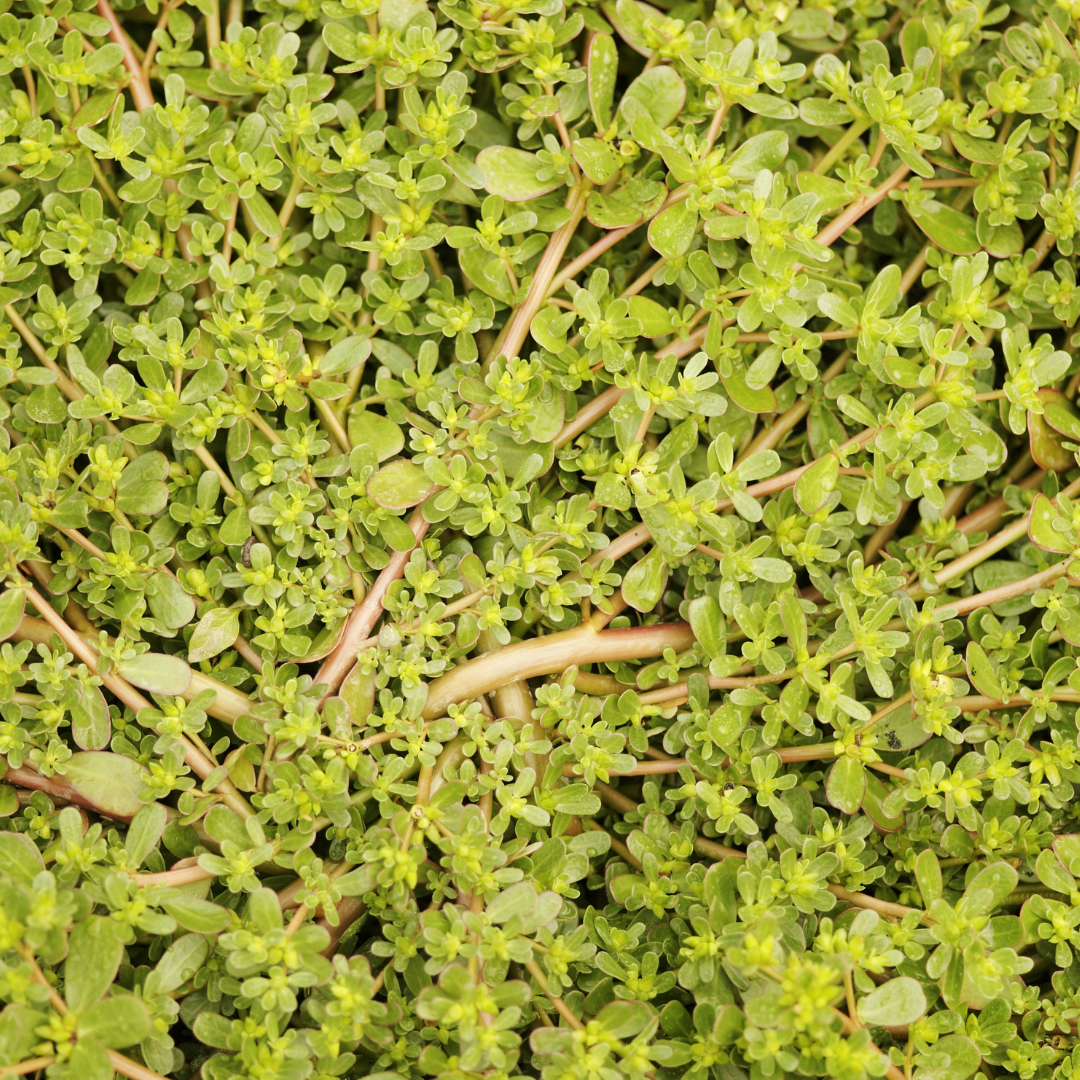 Salladsportlak - Gul