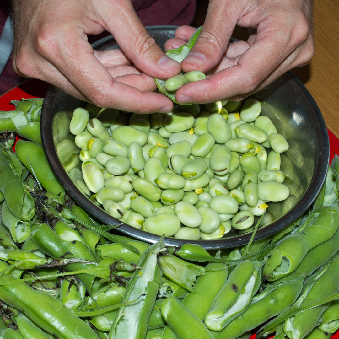 Bondböna - The Sutton - Kultursort