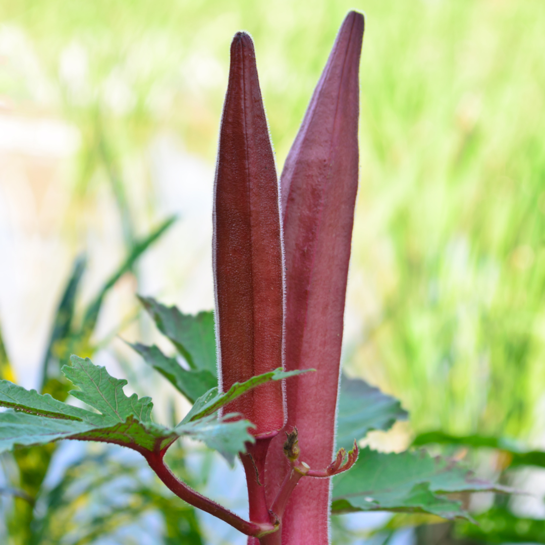 Okra - Burgundy