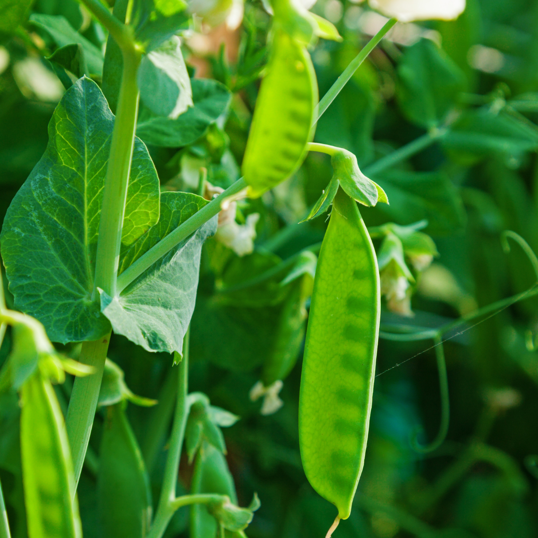Ekologisk Sockerärt - Heraut