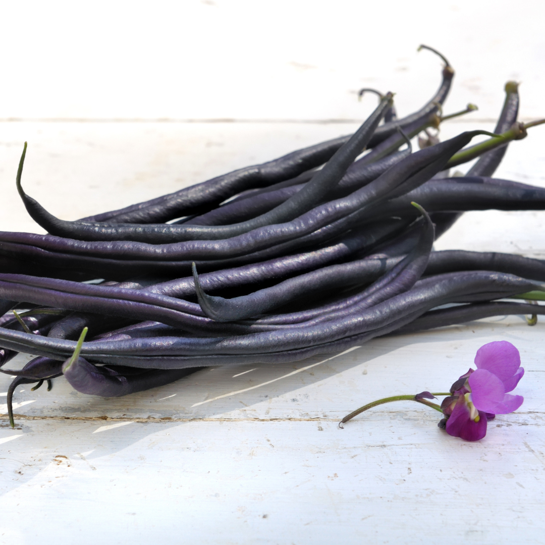 Purpurböna - Purple Teepee