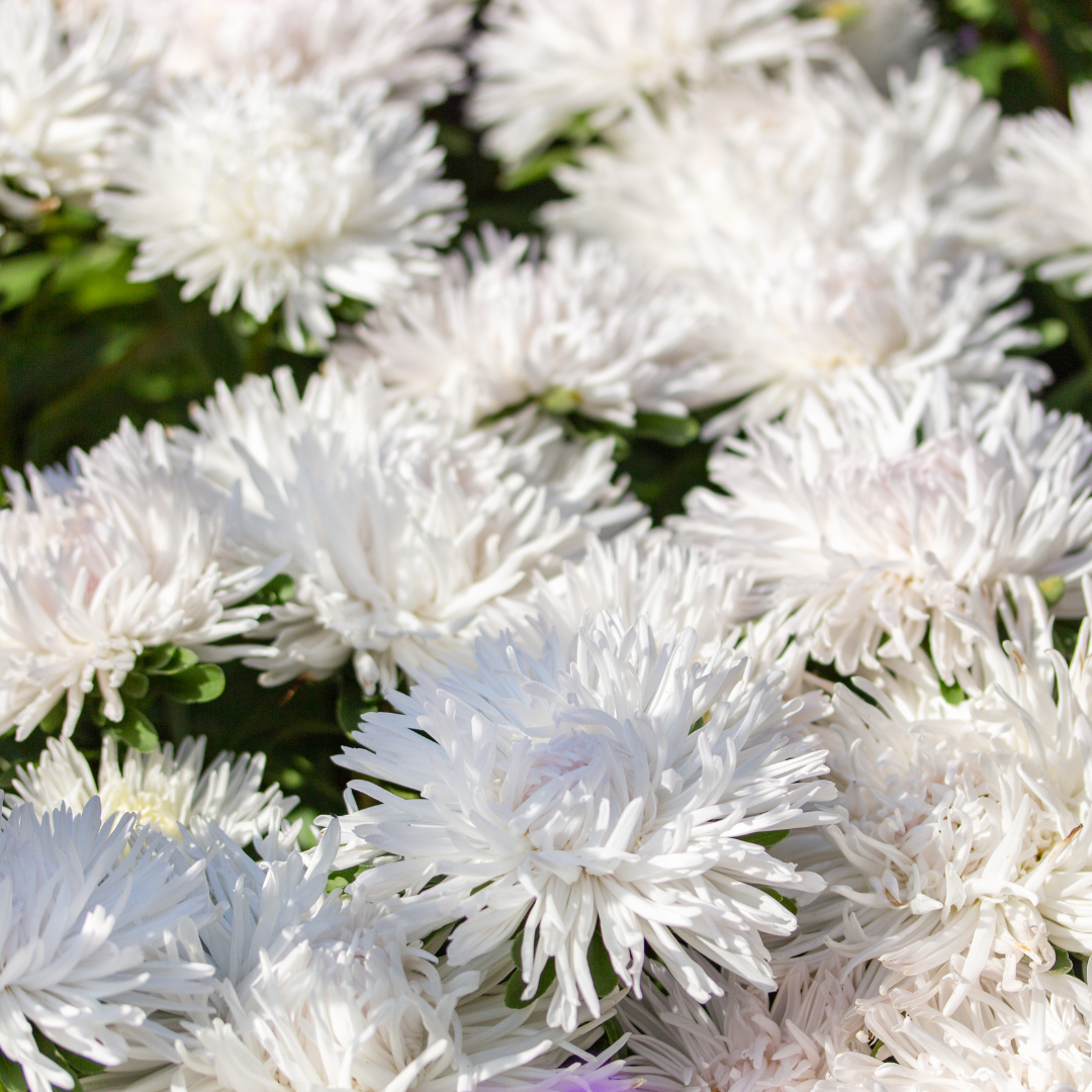 Sommaraster - Ostrich White