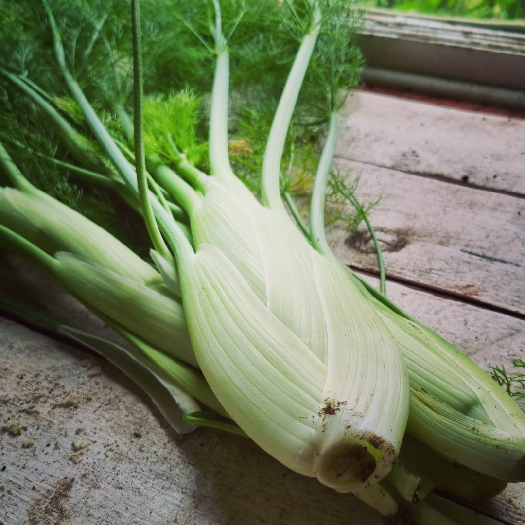 Ekologisk Sötfänkål - Florence