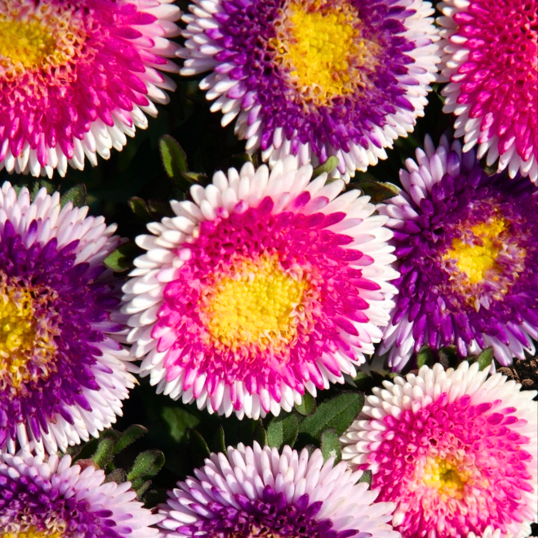 Sommaraster - Hi-No-Maru