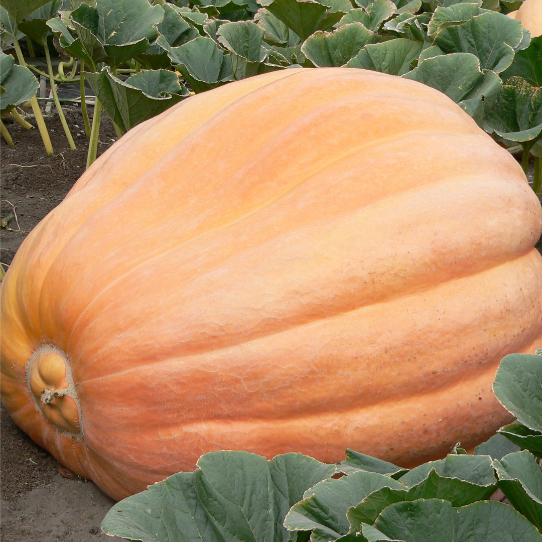 Jättepumpa - Pacific Giant