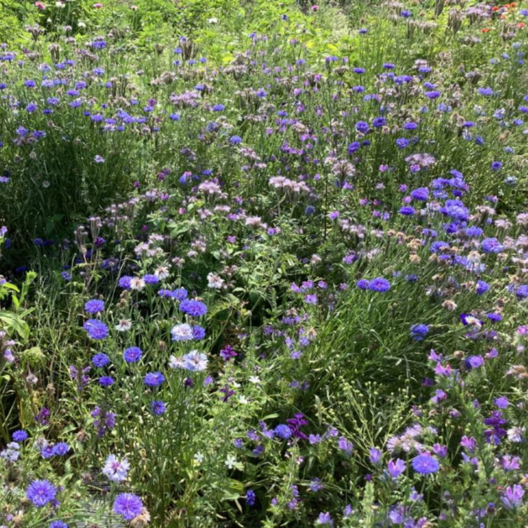 Blomstermix - Blue Shades