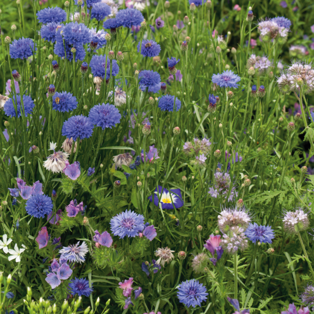 Blomstermix - Blue Shades - 3
