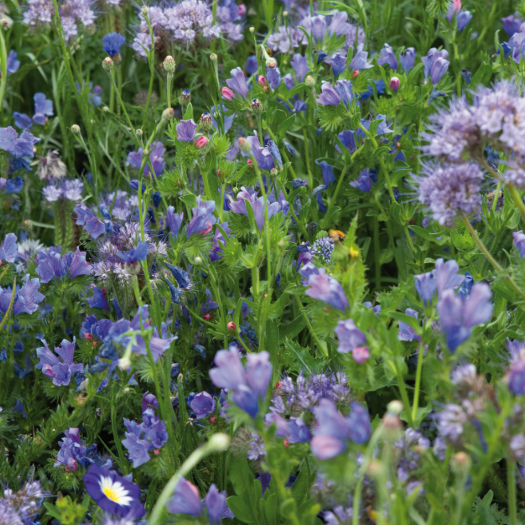 Blomstermix - Blue Shades - 4