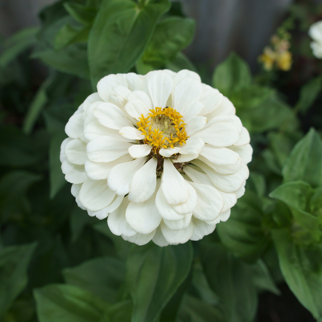 Zinnia - Super Yoga White