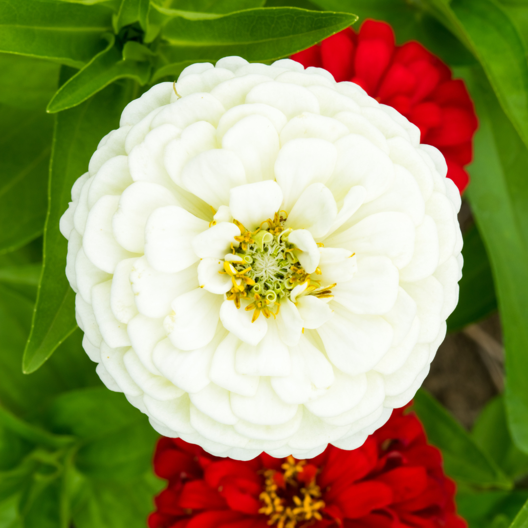 Zinnia - Super Yoga White