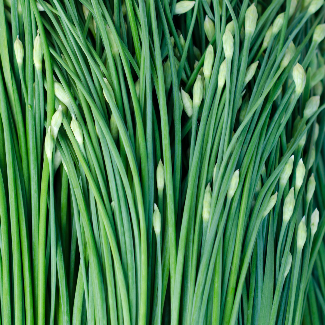 Ekologisk Kinesisk Gräslök - Vitlöksgräs
