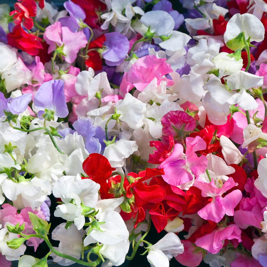 Dvärgluktärt - Bijou Mix