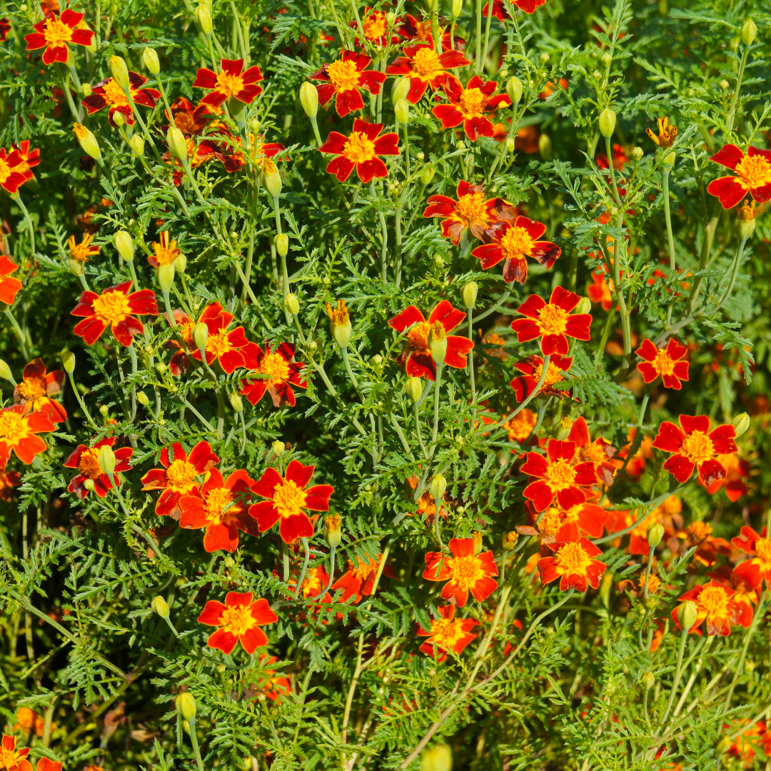 Liten Kryddtagetes - Red Gem