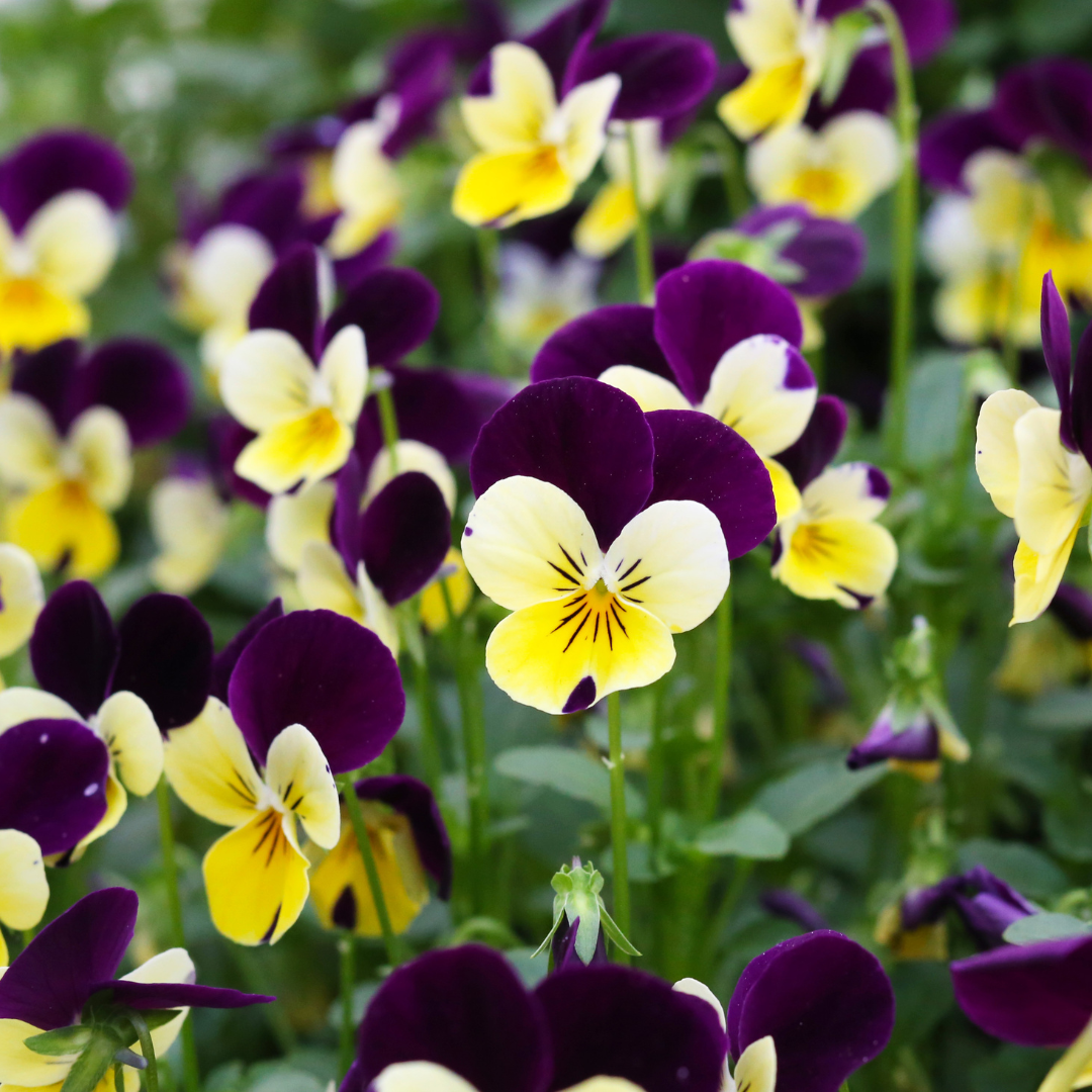 Styvmorsviol - Violet & Yellow