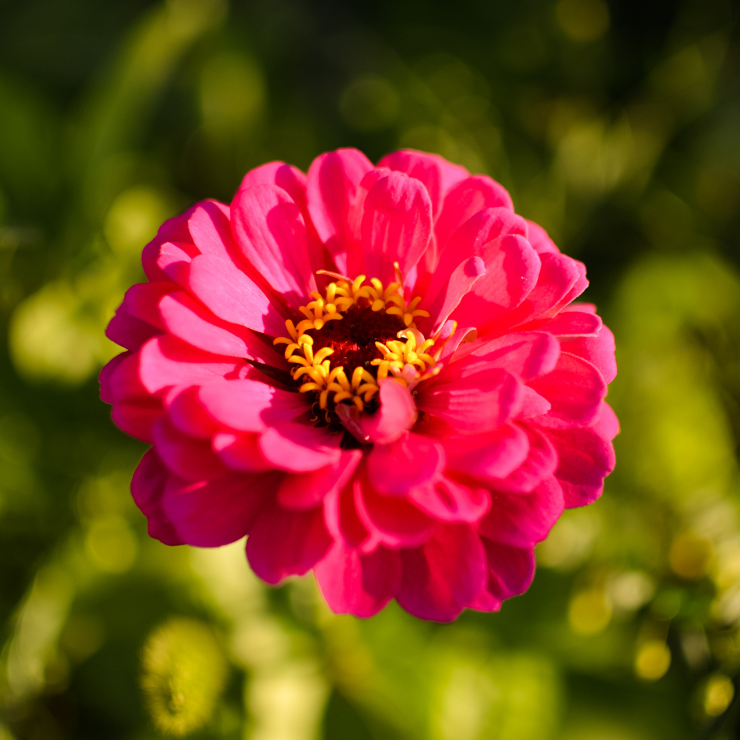REA! Zinnia - Super Yoga Carmine