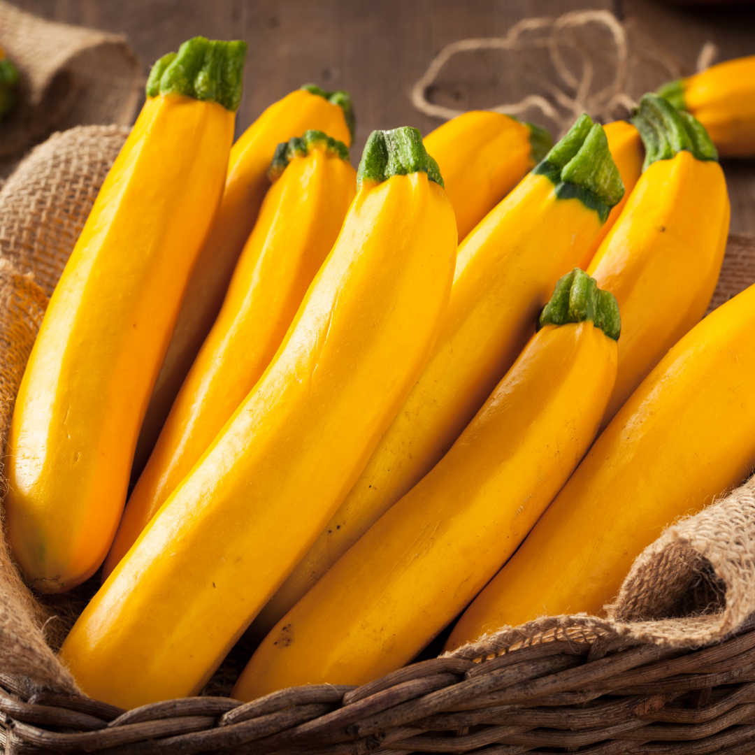 Ekologisk Squash - Daisy - Zucchini